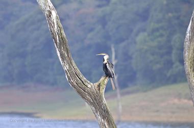 Periyar Lake N.P., Thekkady_DSC7550_H600